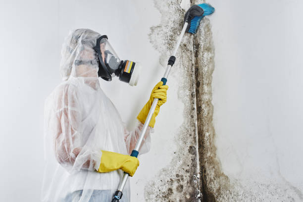 Best Localized Mold Remediation (e.g., coastal areas, humid climates) in Boston, GA