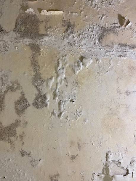  Boston, GA Mold Removal Pros